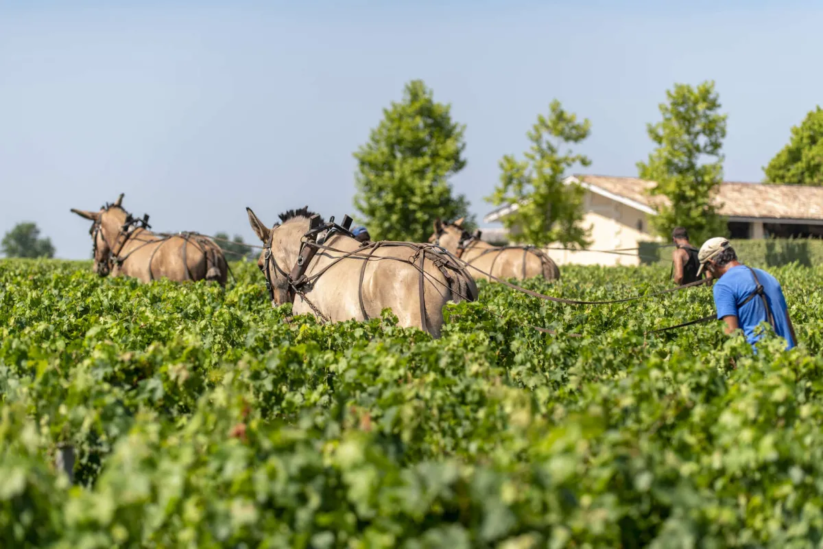 Chevaux attelés travaillant dans les vignes de Bordeaux, avec des vendangeurs en arrière-plan et une maison de domaine viticole visible au loin